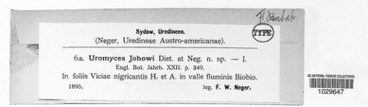 Uromyces johowii image